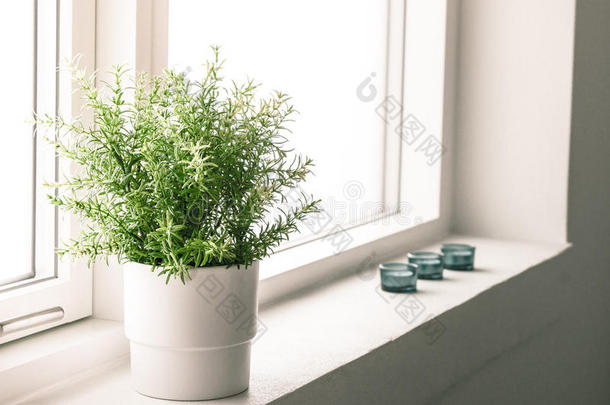 浴室窗户上的室内植物