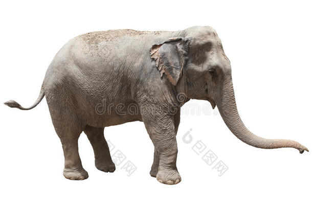 亚洲象玩孤立的白色背景美国侧视