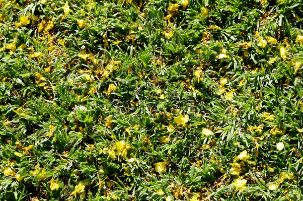 美丽的黄色马赛克黄色非洲金合欢花在绿草上
