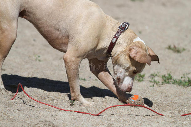 海滩上的湿<strong>狗</strong>带着橙色的球和系带