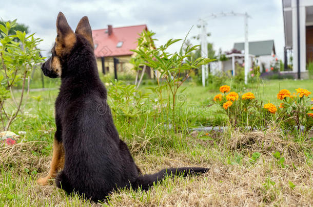 德国牧羊犬<strong>冲锋</strong>