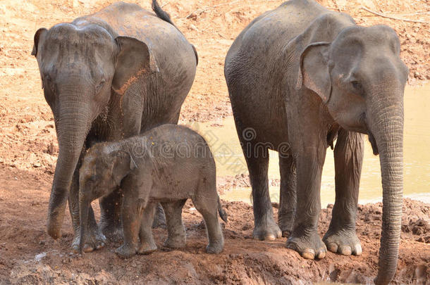 大象家庭洗漱