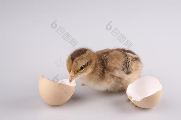 可爱的小鸡从一个白色的鸡蛋里出来