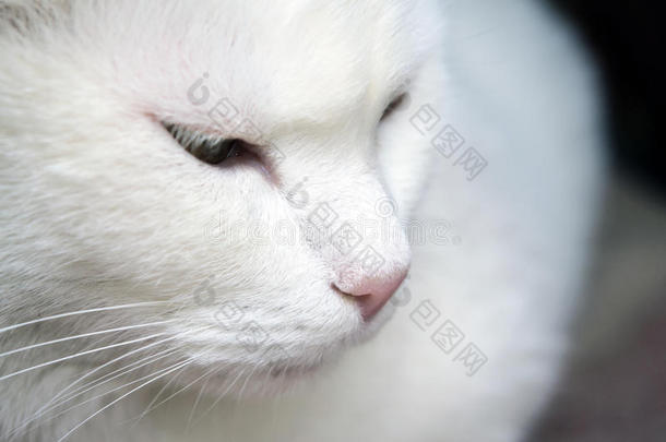 短毛白猫的特写镜头