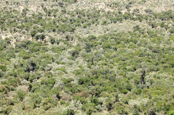 肯尼亚大裂谷里郁郁葱葱的绿色植被