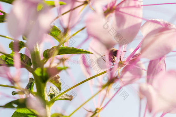 蜘蛛花或蜘蛛花