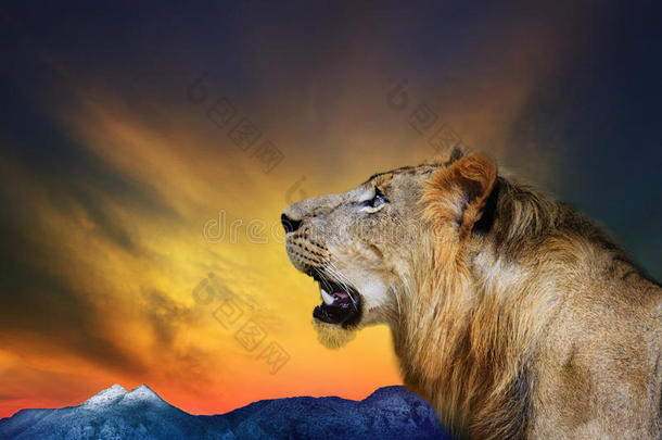 侧视图特写镜头年轻的狮子吼对美丽的<strong>昏暗天空</strong>和岩石山用于自然野生动物和