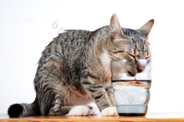 可爱的猫喝水