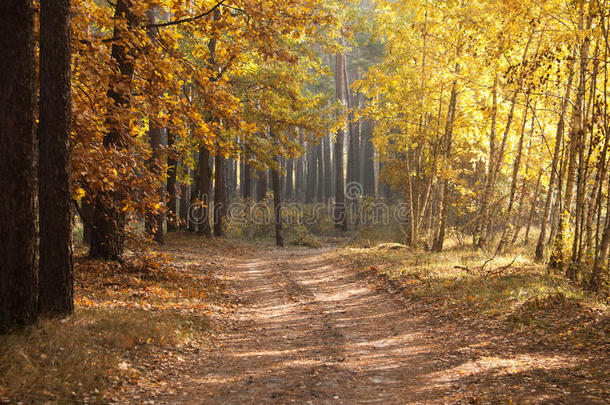 美丽的森林秋色小巷。秋天的风景。自然构成。