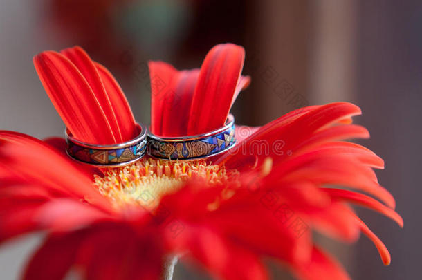 结婚戒指嵌在红色的格伯雏菊中。鲜花上的结婚戒指