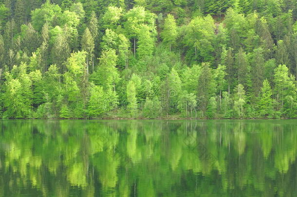 湖光山色森林倒影