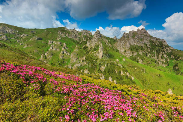 美丽的粉红色杜鹃花在<strong>山里</strong>，奇卡，喀尔巴阡山脉，罗马尼亚
