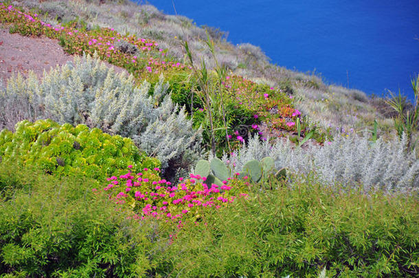 希腊圣托里尼岛上的多样植被