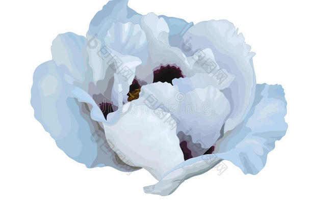 美丽的植物白芍（牡丹）白色花朵，白色背景上孤立的水彩画效果。