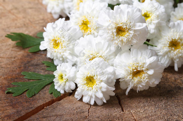 一束白色的小菊花