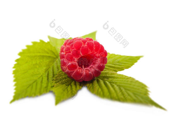 一个浆果树莓特写在一根绿色的树枝上