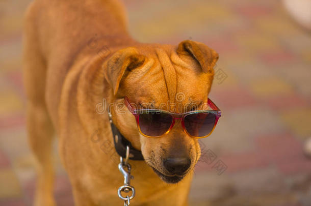 夏天戴着红色太阳眼镜的有趣的狗