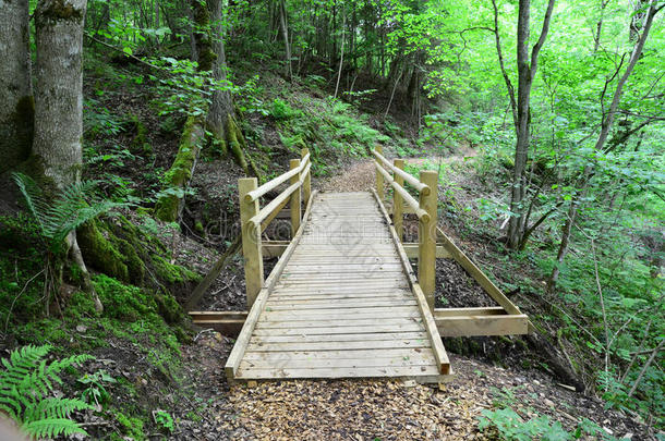森林里的木桥。西格达。