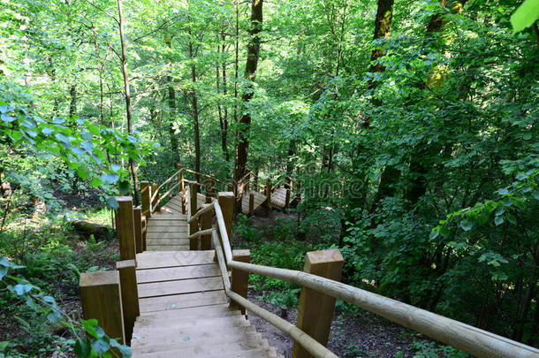 森林里的木桥。西格达。