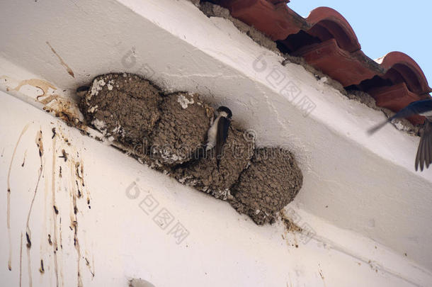 燕子在希腊莱斯沃斯的斯卡拉卡隆尼筑巢