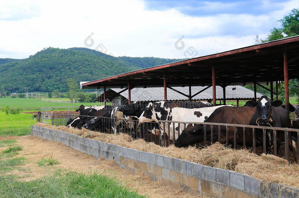 牛棚饲养场的奶牛