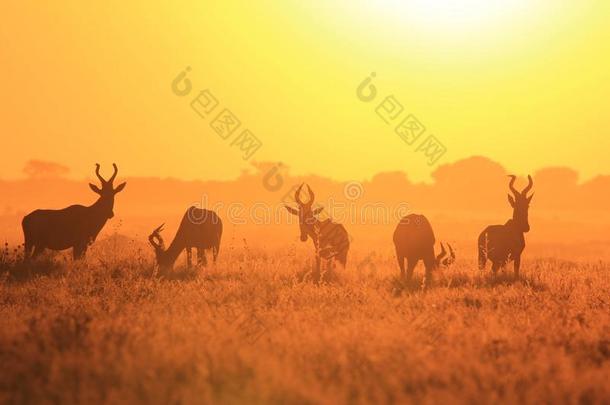 红羚羊-非洲野生动物背景-<strong>夕阳余晖</strong>的自由