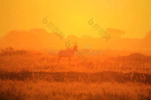 布莱斯堡-野生动物背景-金色地平线