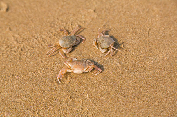 海边的<strong>小螃蟹</strong>