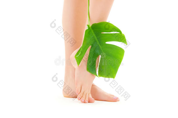 绿叶雌腿