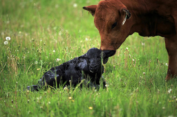 新生小牛和它的母亲
