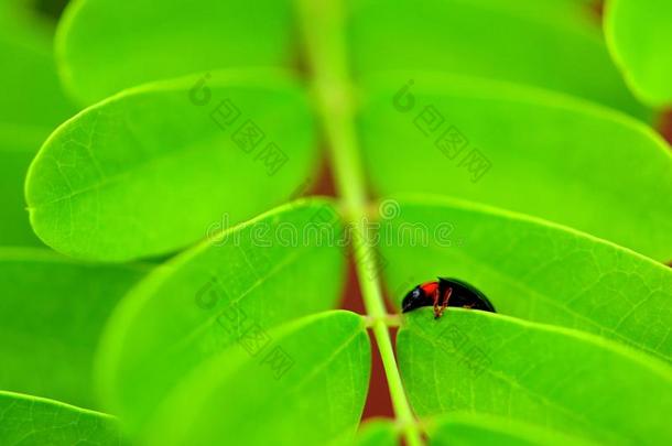 瓢虫（瓢虫科）在绿色植物上的应用