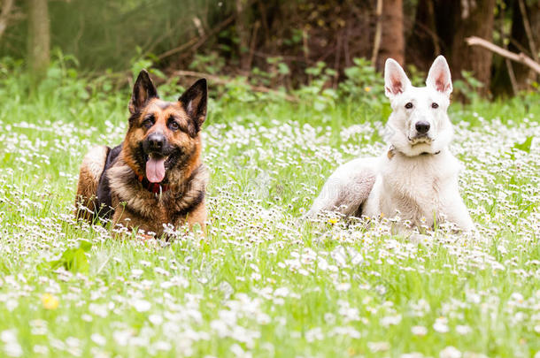 德国牧羊犬与白色瑞士牧羊犬