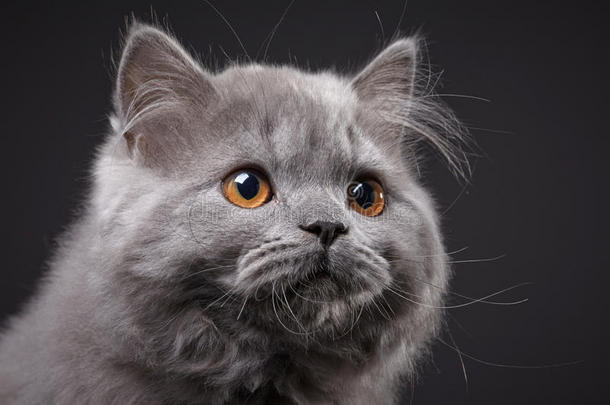 灰色英国长毛小猫