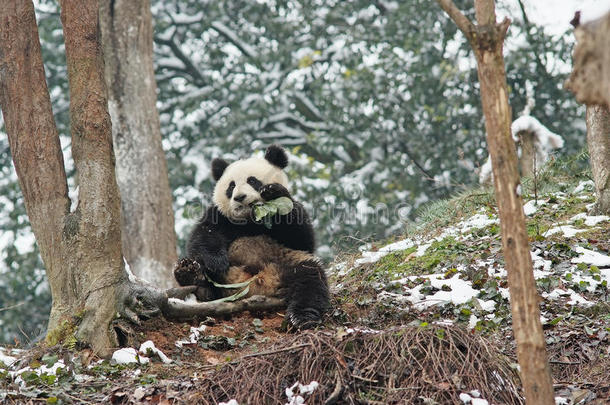 在碧峰，一只熊猫宝宝正坐在树旁