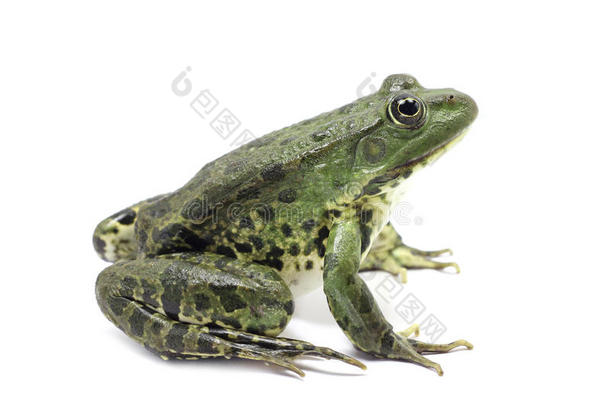 斑点墨绿色湖蛙