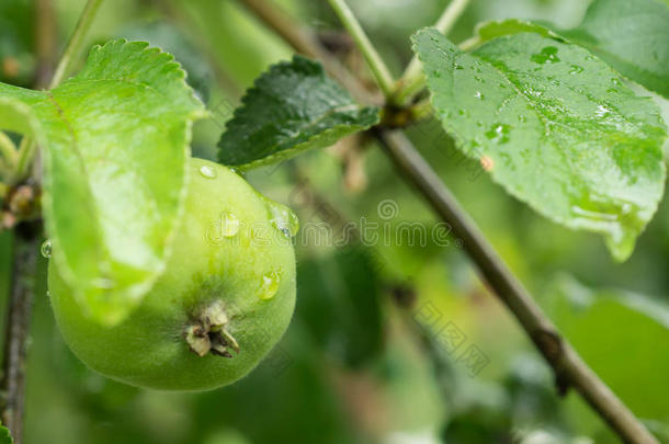 <strong>雨后</strong>树枝上树叶间的未成熟苹果