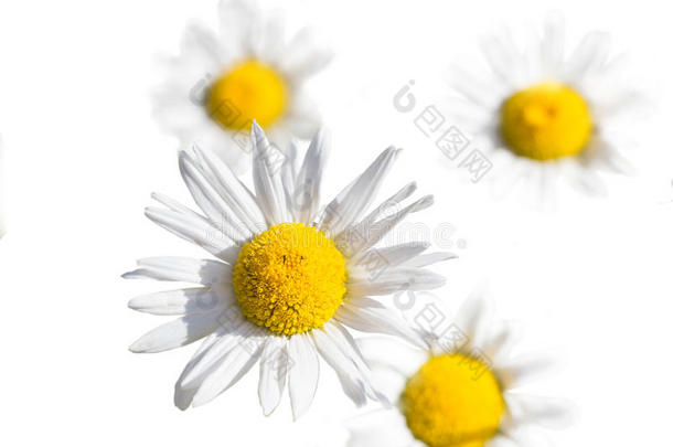 田园诗般的夏季草甸野花-白色雏菊隔离
