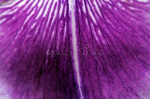 紫鸢尾花瓣