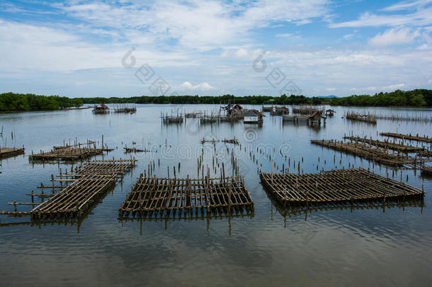 泰国牡蛎养殖场