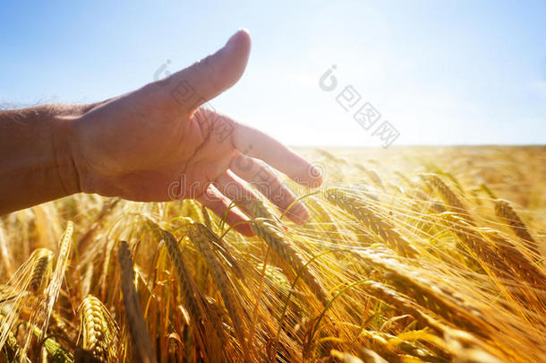 在金色的田野里用手触摸麦穗