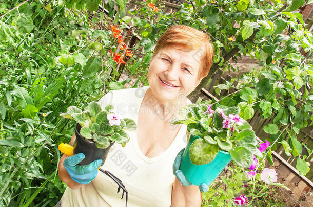 园丁活跃的老年妇女与花盆。