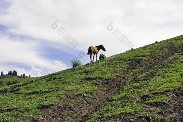 伊犁草原上的一匹马