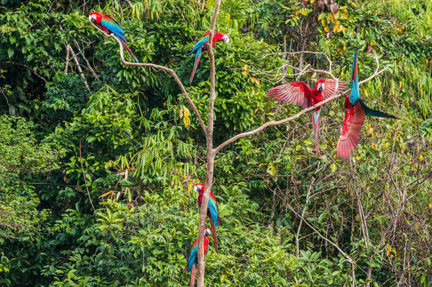 秘鲁马德雷德迪奥斯秘鲁亚马逊丛林中，一群金刚鹦鹉排成三排