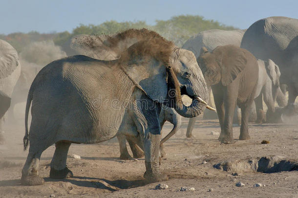 纳米比亚埃托沙国家公园大象<strong>沙尘</strong>浴