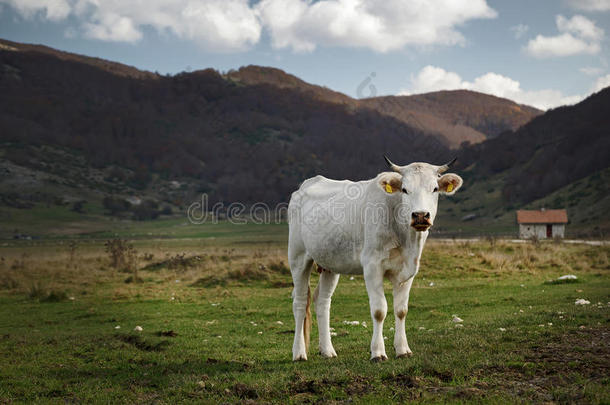 一种成年牛的白<strong>色母</strong>牛，产于意大利