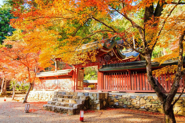 日本枫树季节不错