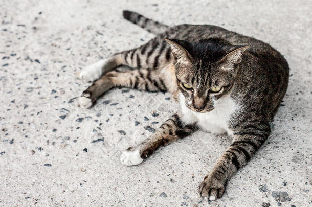 关注户外流浪猫的孤独感。睡在