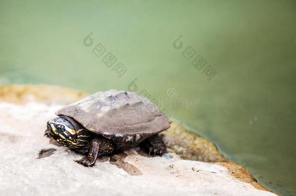 游泳地点石头上脏海龟的特写脸