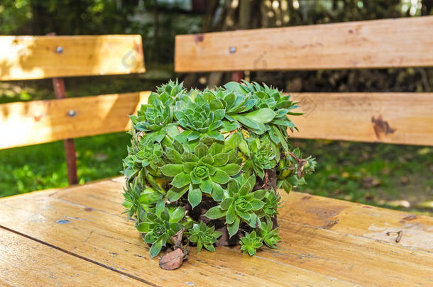 多汁植物容器花园