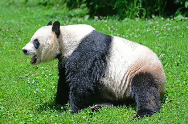宝宝一只出生在美国的大熊猫宝宝。